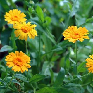 Sunny Disposition Calendula Tincture