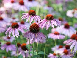 Wonder Daisy Echinacea Tincture