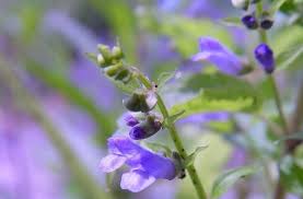 Mindful Mend Skullcap Tincture